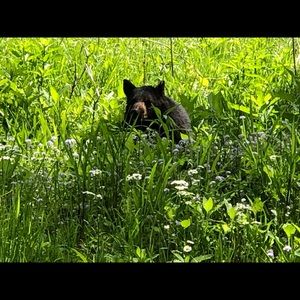 Meet your Posher, Diane